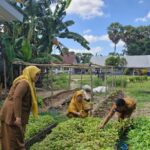 SMAN 13 Gowa Gelar Panen Perdana Sayur Organik