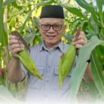 SMKN 1 Pangkep Manfaatkan Lahan Menanam Jagung